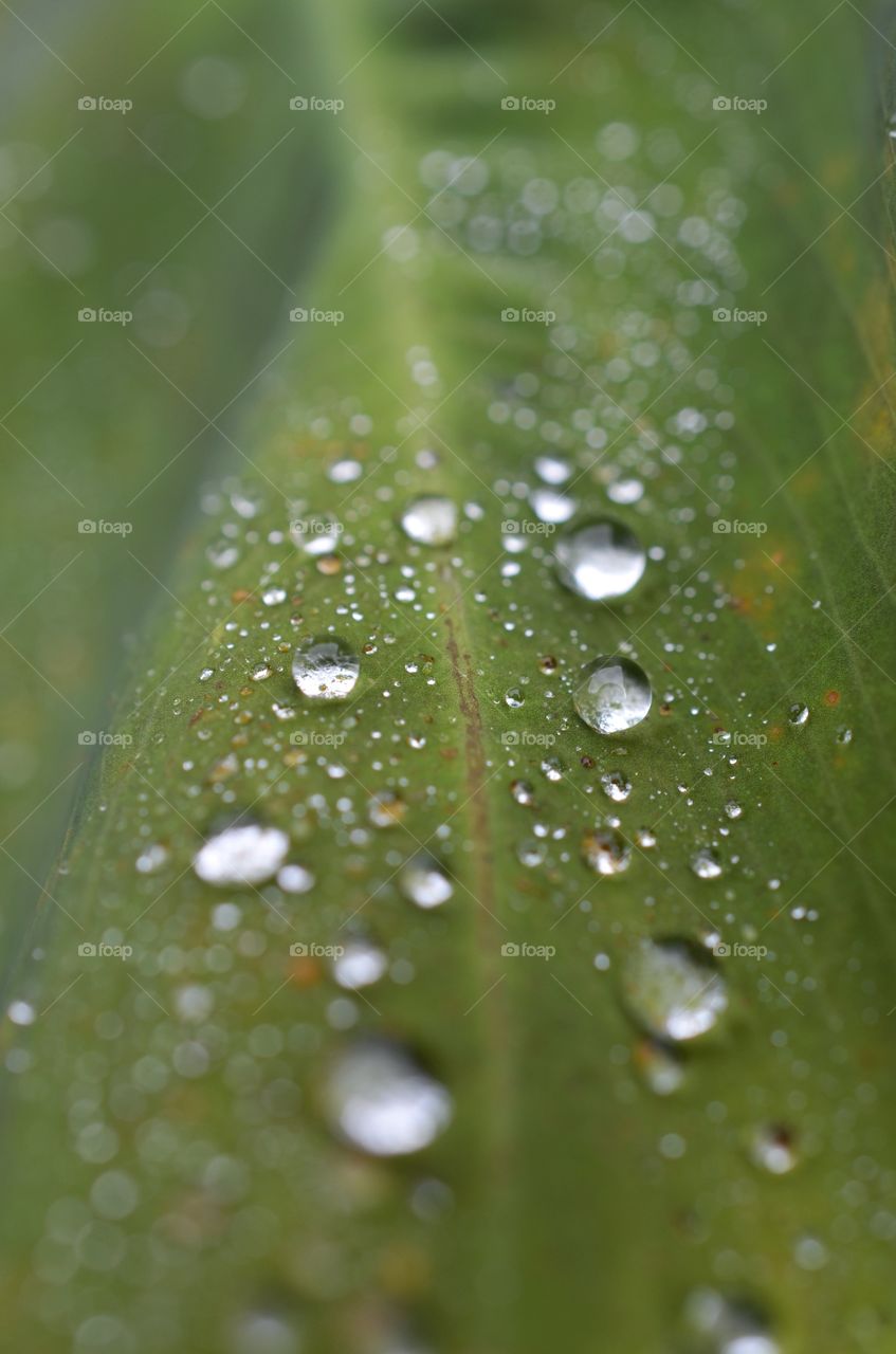 Rain on a Leaf 