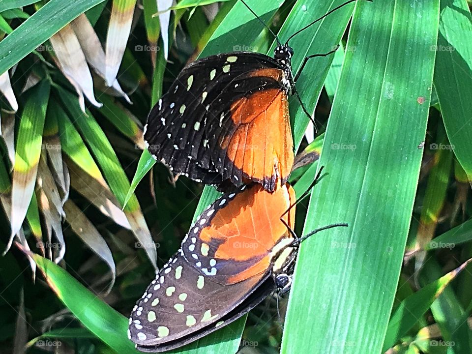 Butterflies 