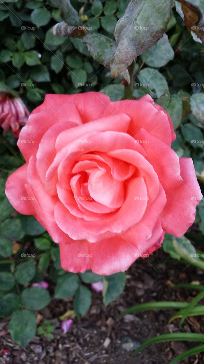 single deep pink rose, closer up, petal perfect