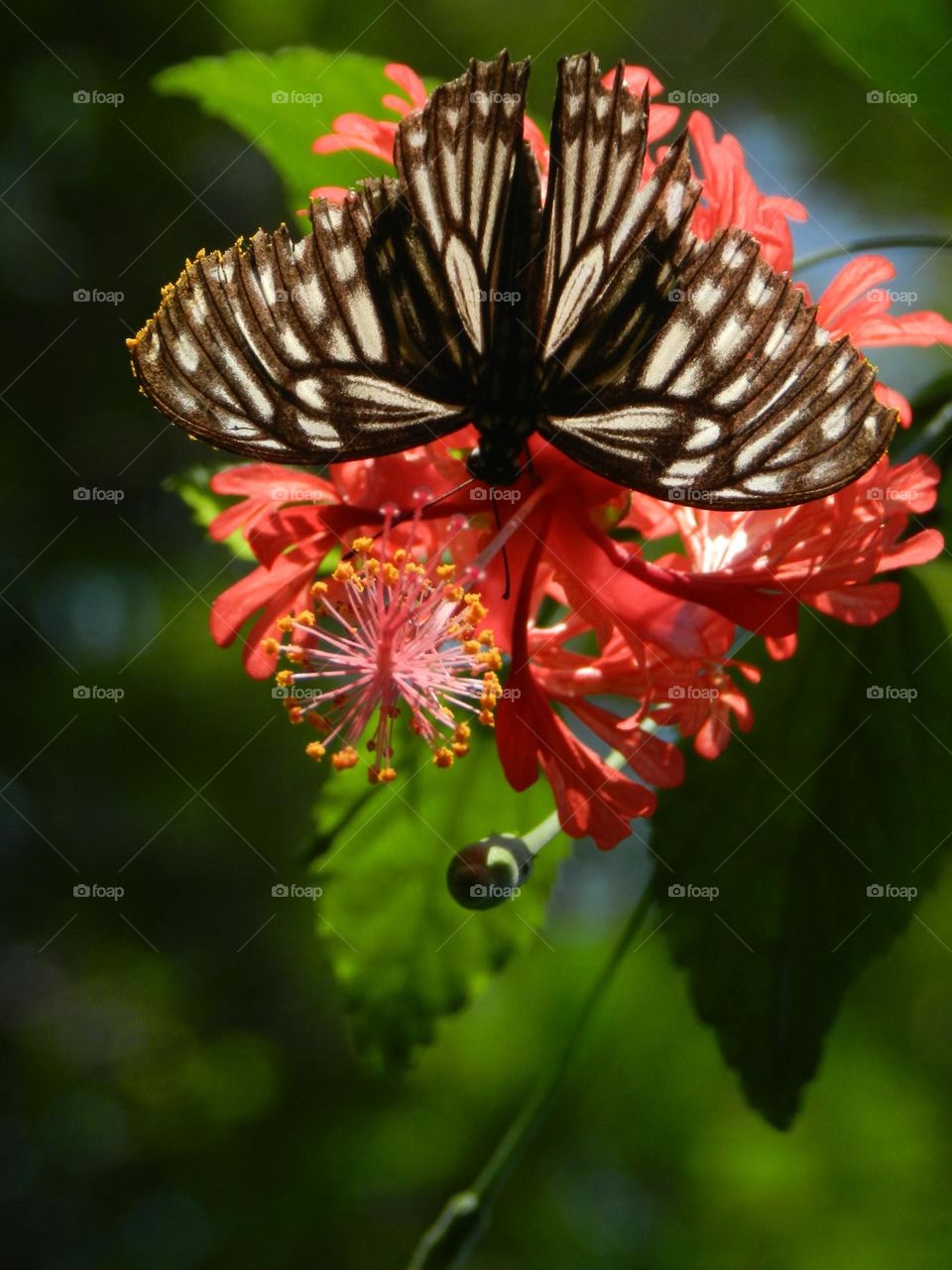 butterfly and flower