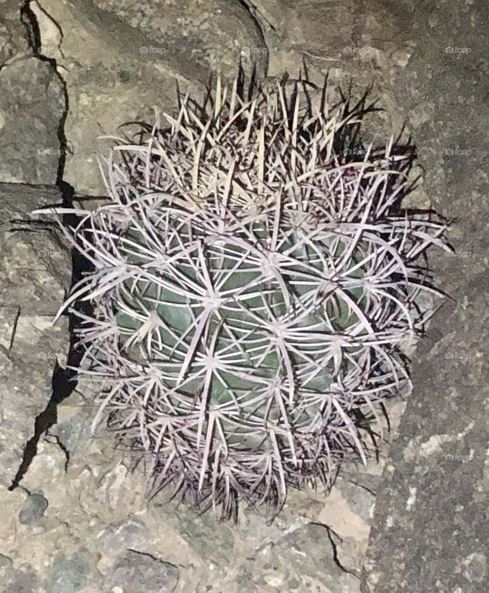 California Barrel Cactus