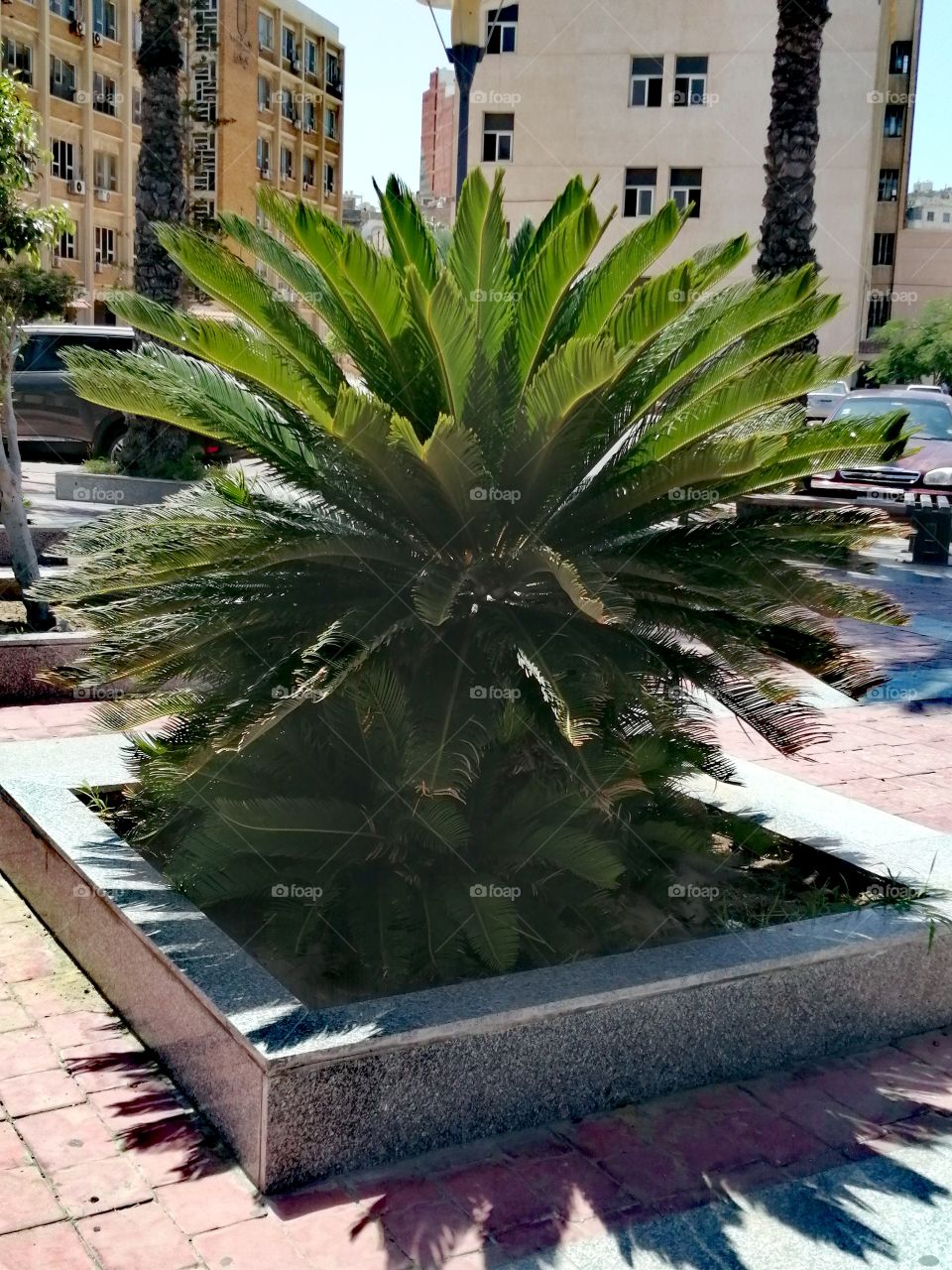 The beginning of palm tree growth amidst the leaves and some buildings under the golden sun.