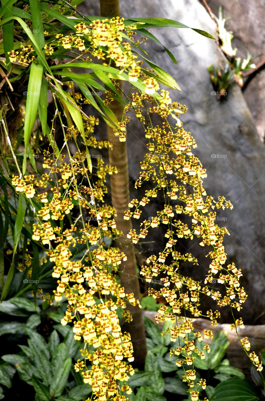 Oncidium Orchids