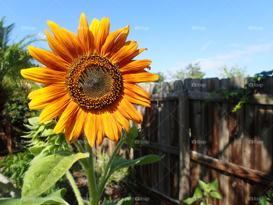 Sunflower and sky