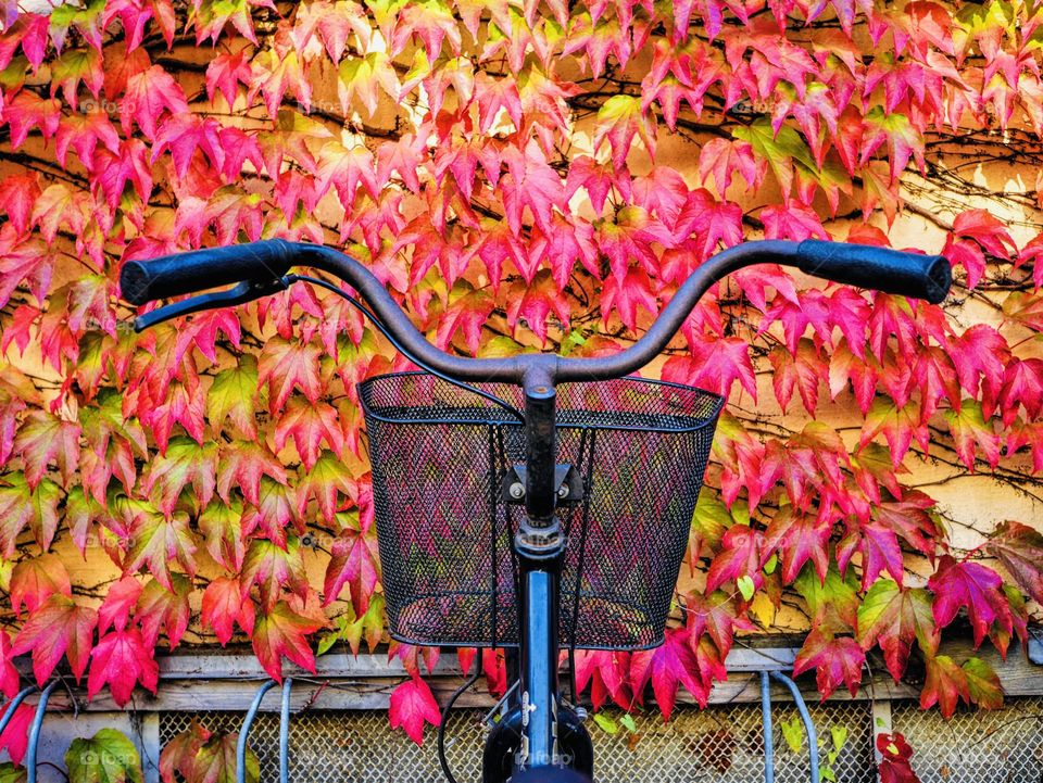 Bicycle parked in front of a wall outdoors covered by orange, red and yellow leafs on 