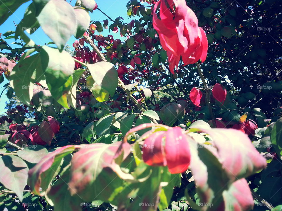 Nature, Leaf, Flower, Outdoors, Garden