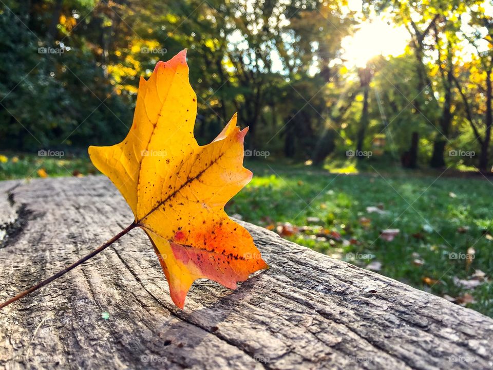 Single yellow leaf on bench with sun shining on it