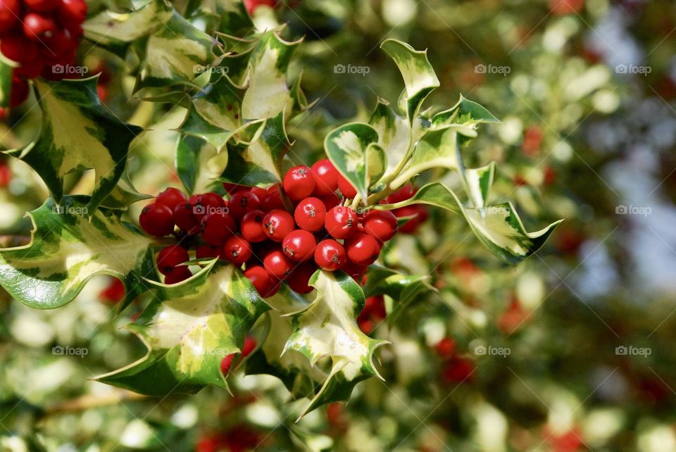 Red holly berries and variegated leaves