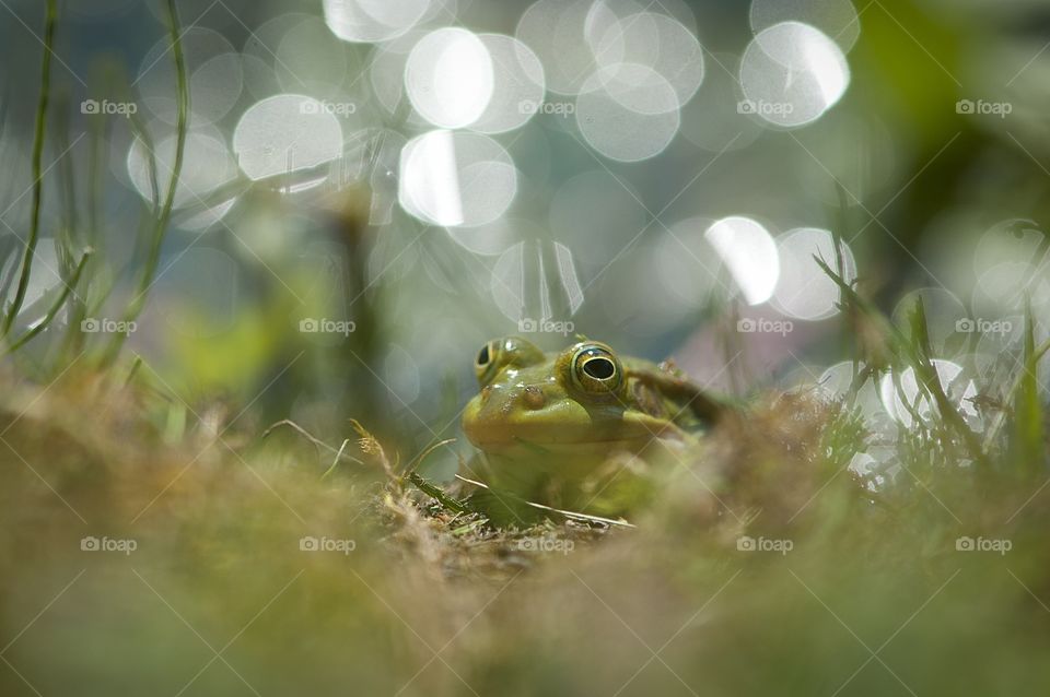 Greeb frog