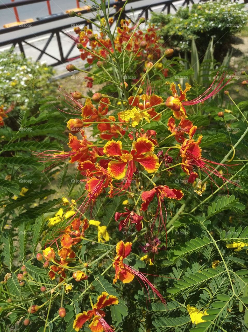 bunch of yellowish flowers seasonal fresh looks very beautiful generally found everywhere