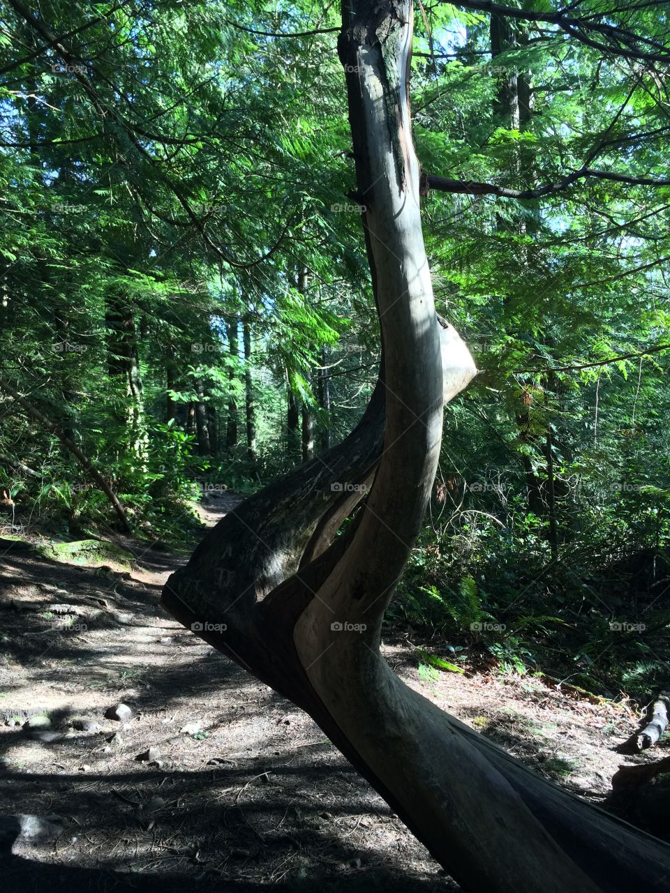 Bent tree. Oddly shaped tree
