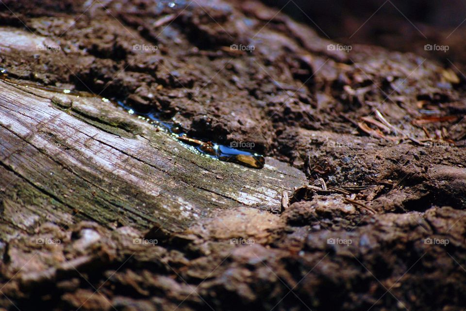 Tree's blood 