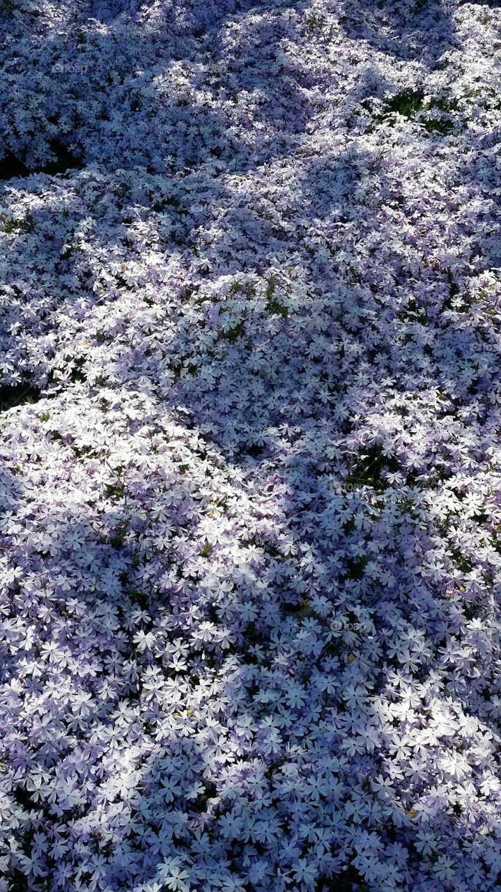 A carpet of purple little flowers in the summer with the su n creating shades
