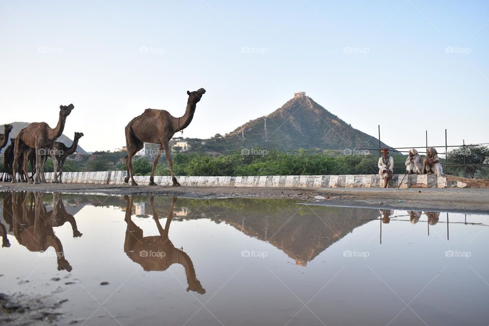 Camel riding at pushkar Rajasthan india