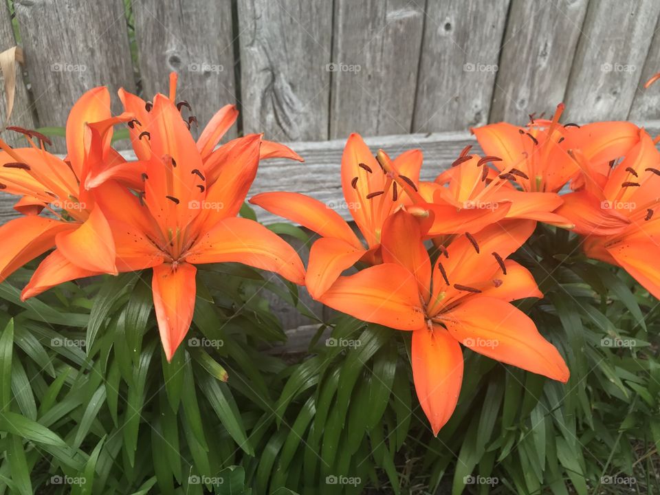 Orange asiatic Lilly bouquet 