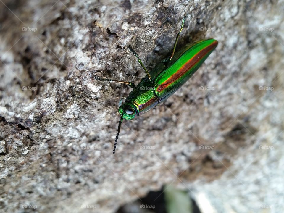 Jewel beetle