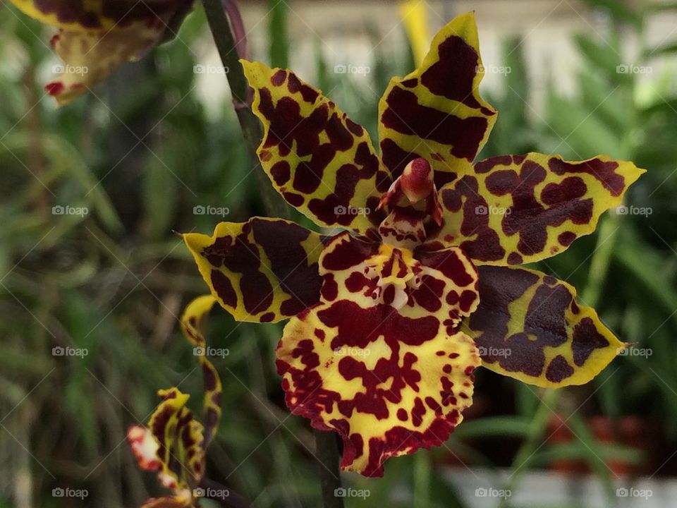 Orchidée jaune tachetée