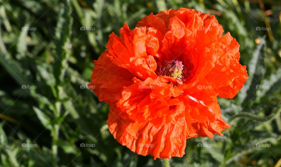 red poppy flower green background