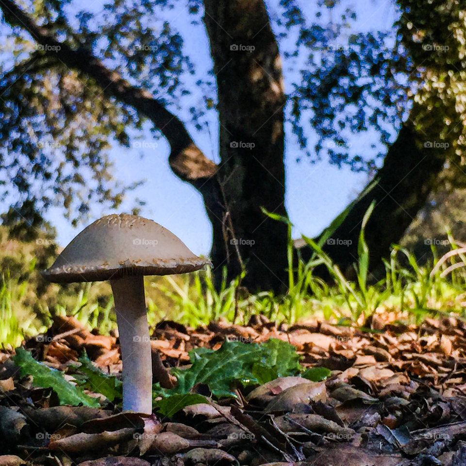 Mushroom 