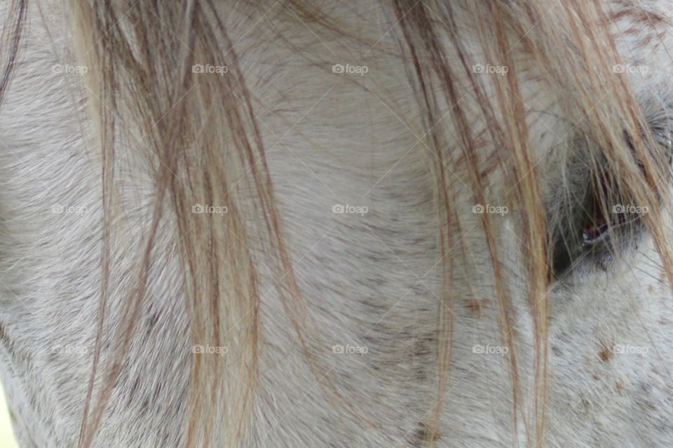 Horse hair
