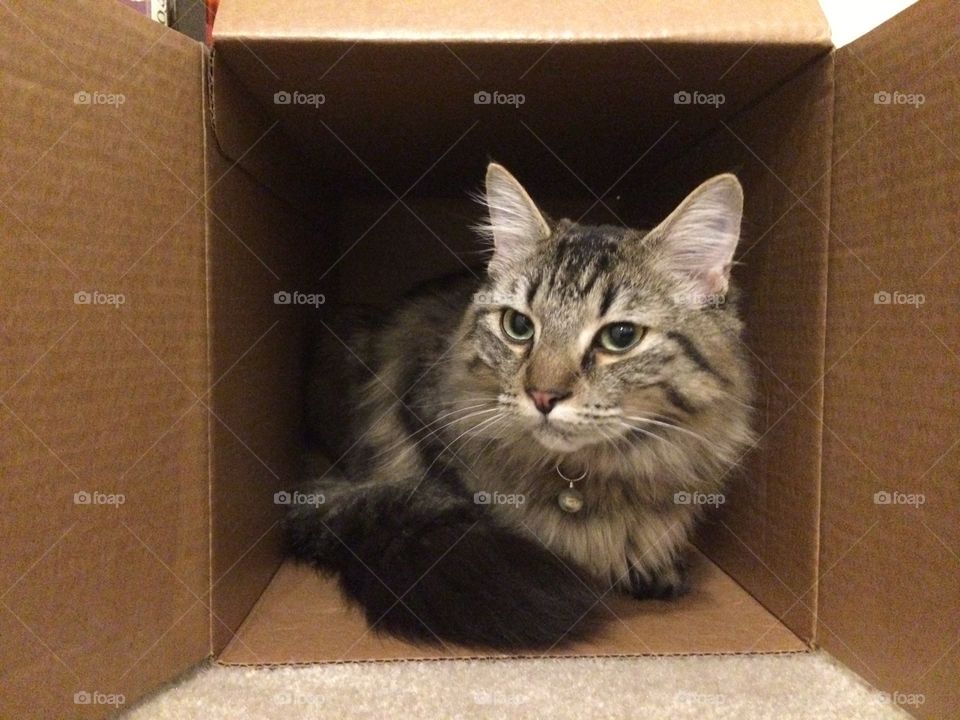 Cat, Box, Portrait, Mammal, One