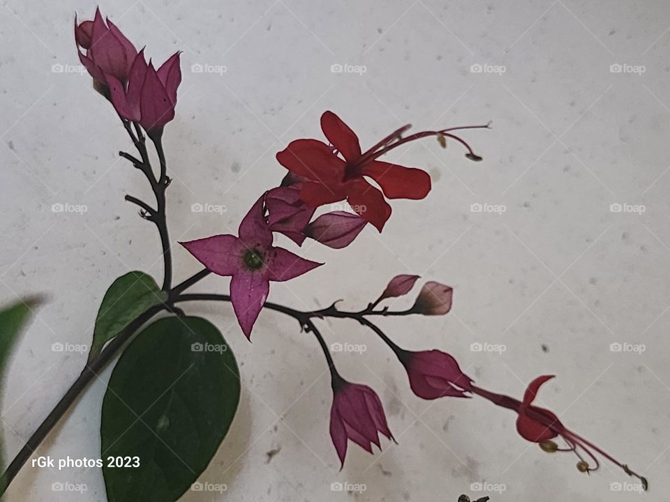 romantic red and Green buds