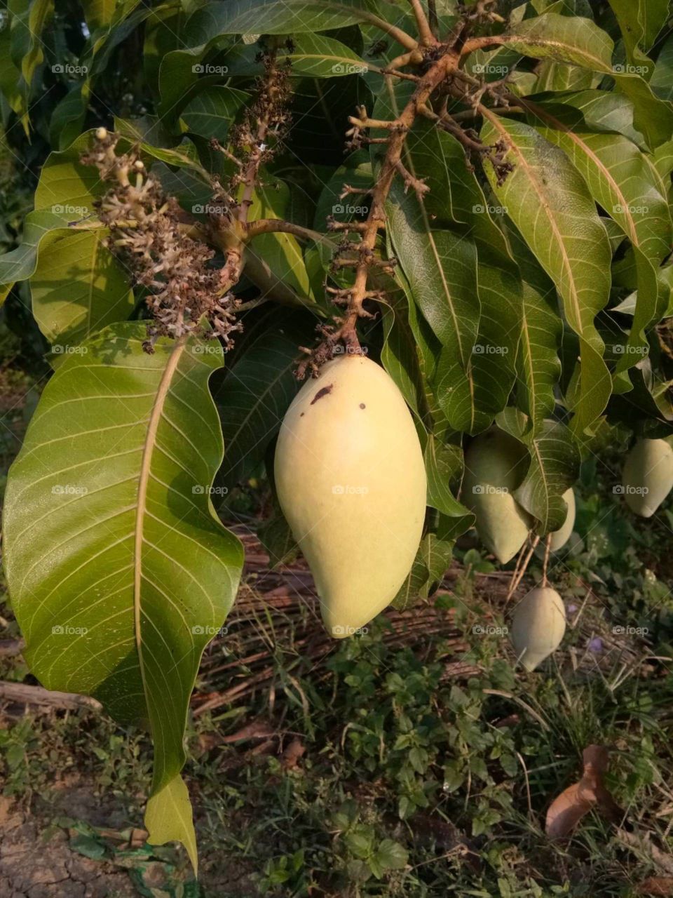 mango
food
fruit
good
green
nature