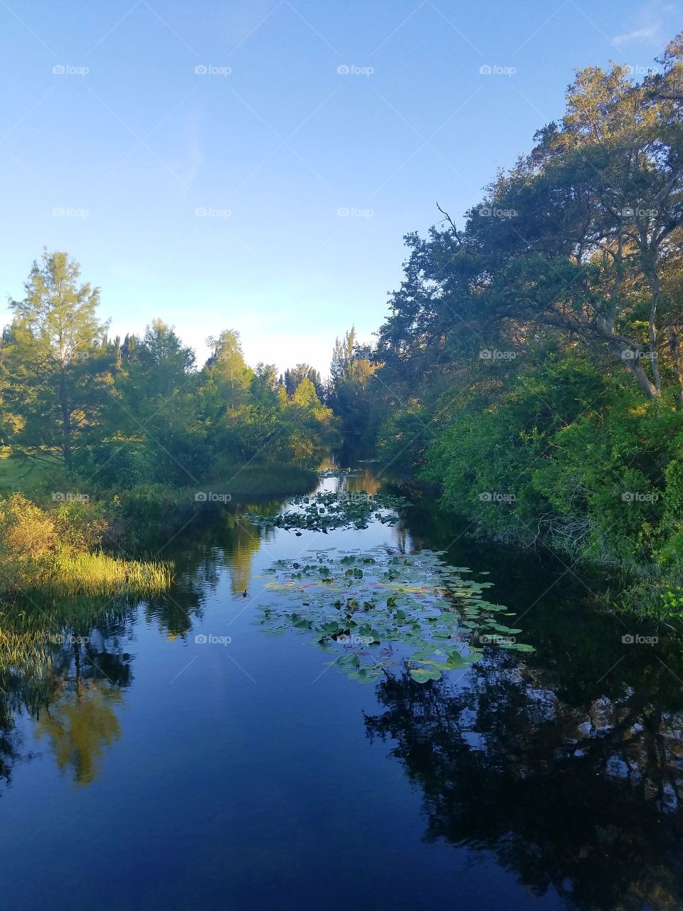 No Person, Tree, Water, Nature, Landscape