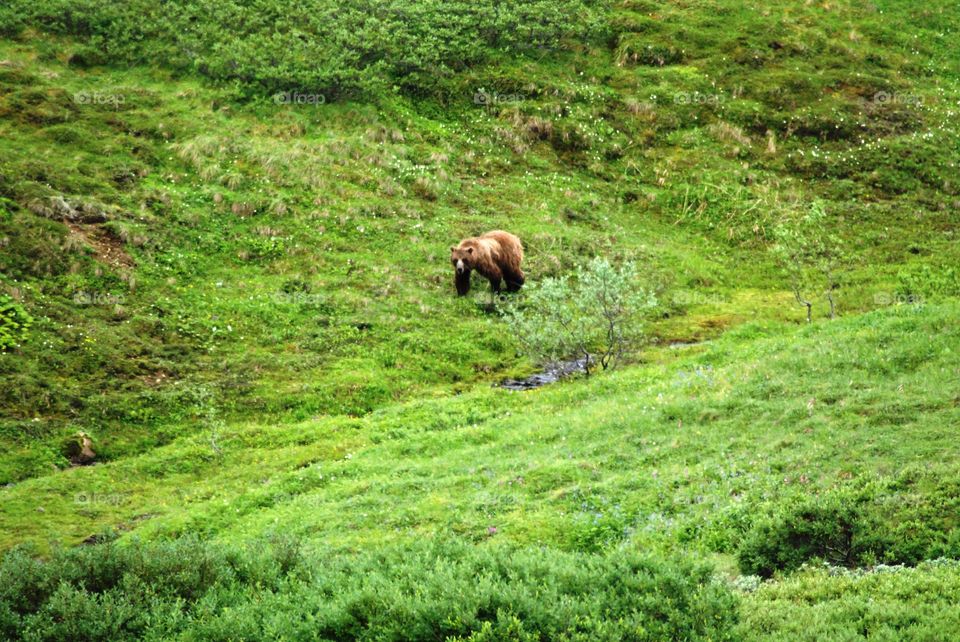 Grizzly walking along stream in Denali