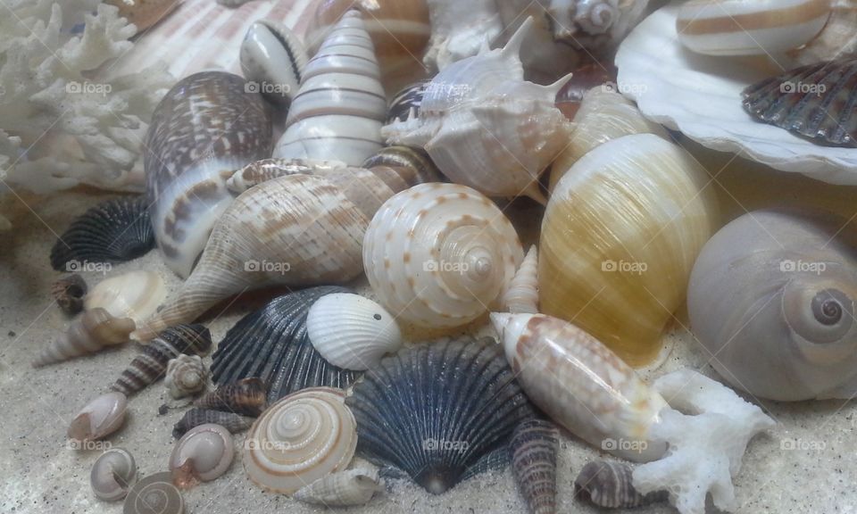 seashell scene horizontal