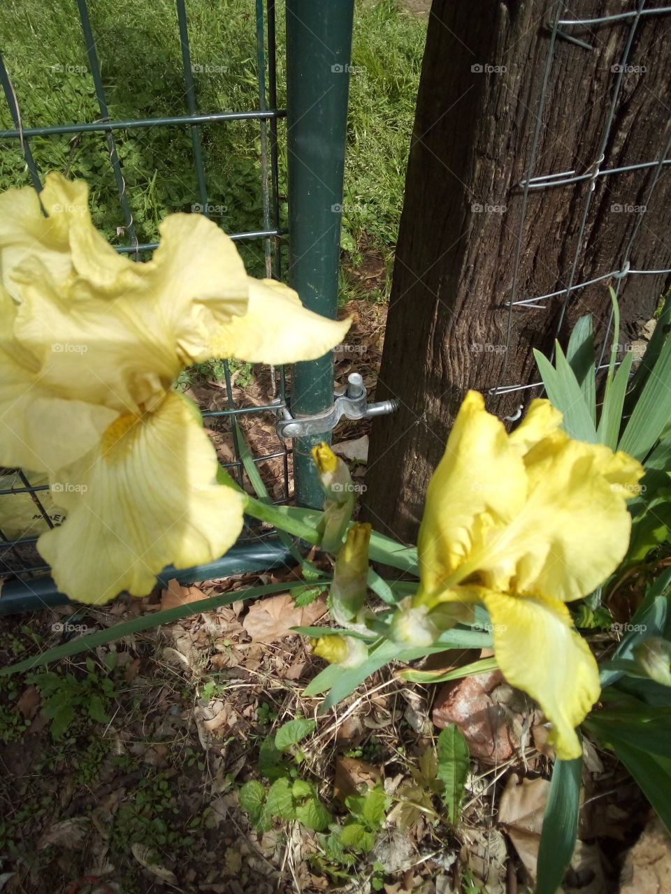 yellow bearded irises I didn't even know that I had this color. what a sweet surprise!