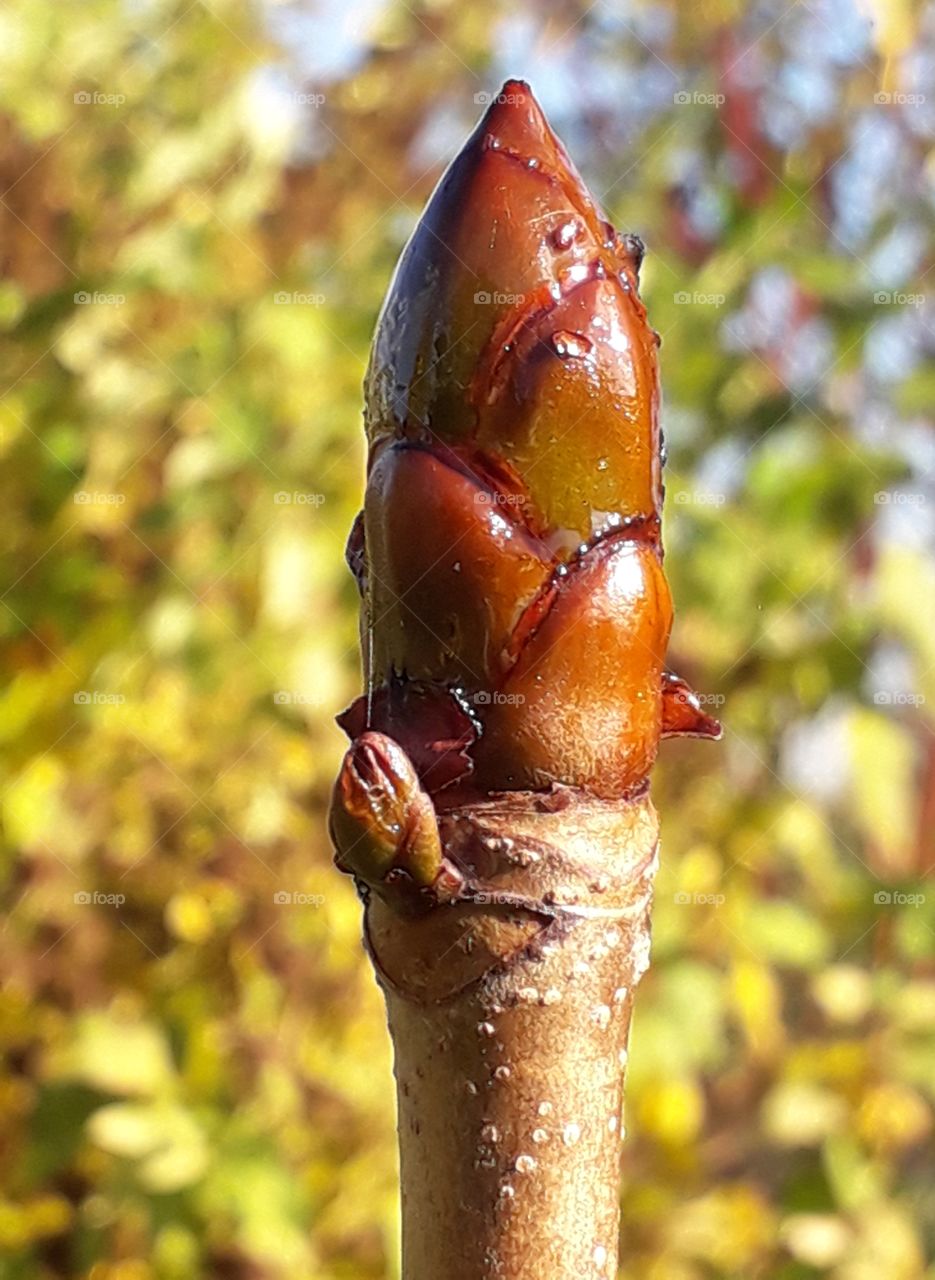 chestnut bud in autumn garden with yellow background