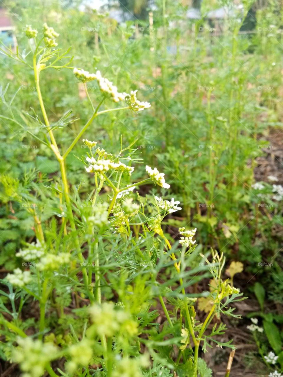 herb
flower herb