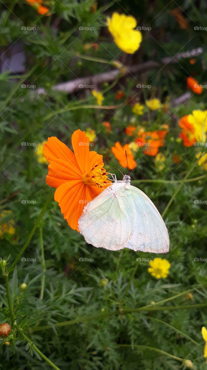 adanya kupu-kupu melengkapi keindahan bunga