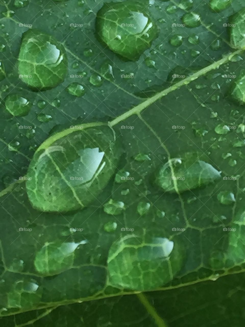 Rain drops 
