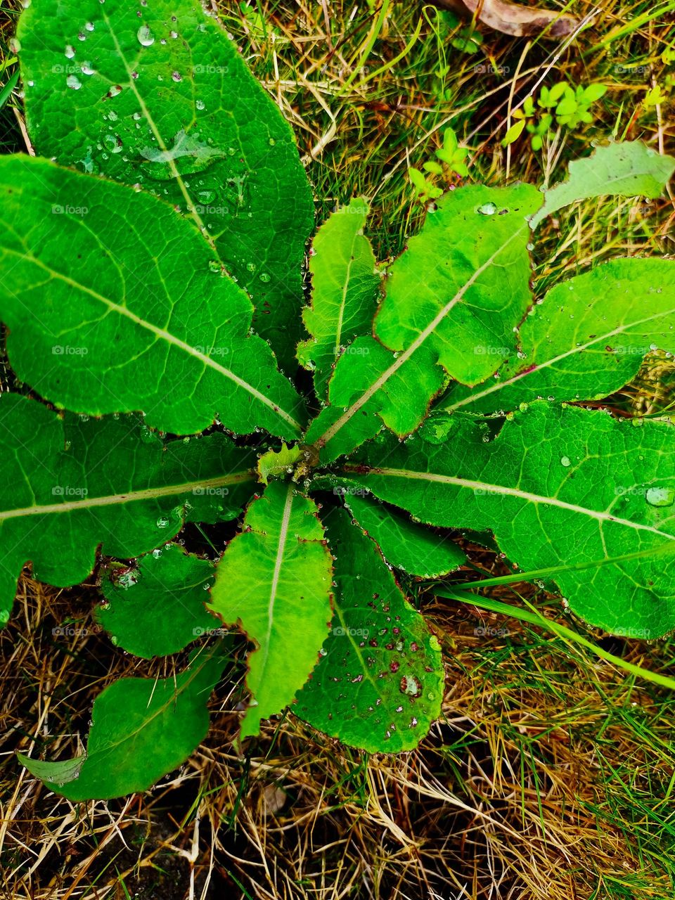 Lactuca virosa often called wild lettuce, bitter lettuce, laitue vireuse, poppy
lettuce, poison lettuce, tall lettuce, big lettuce
or rakutu-karyumu-so.