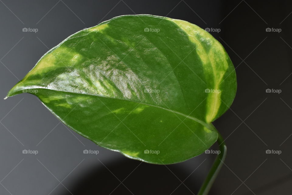 Green leaf of indoor plant