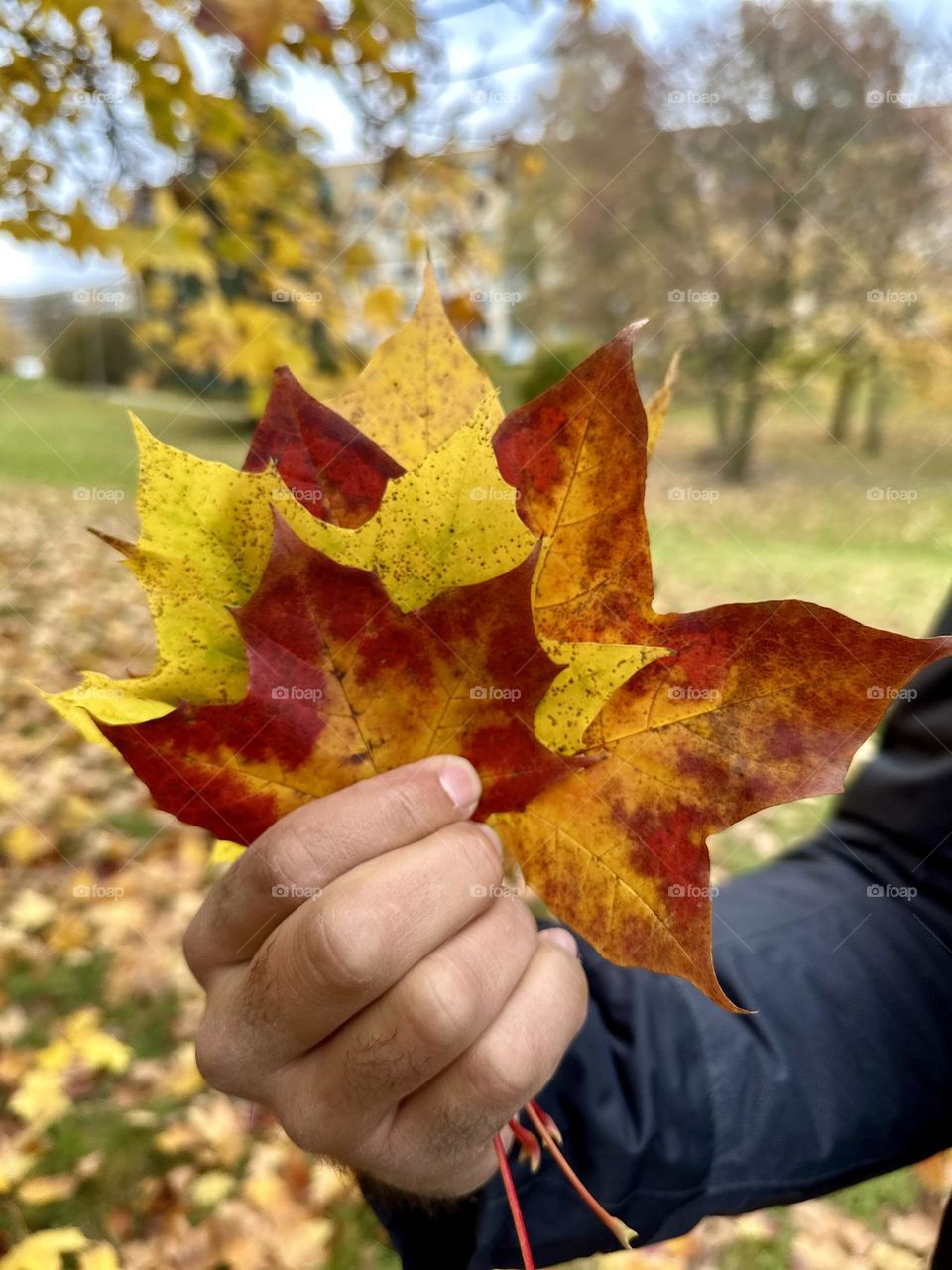 Leaves#colors