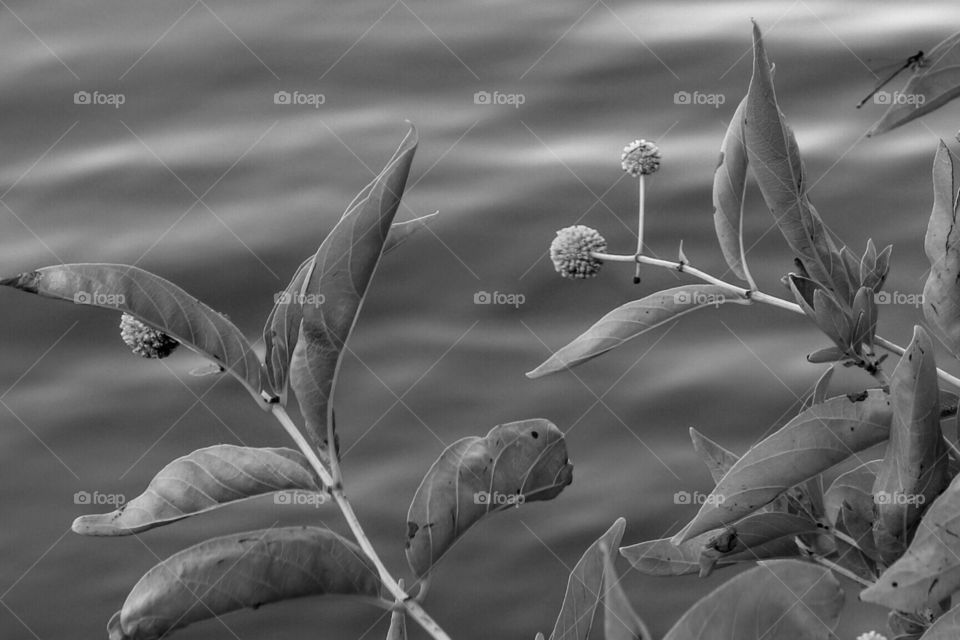 black and white tree seeds