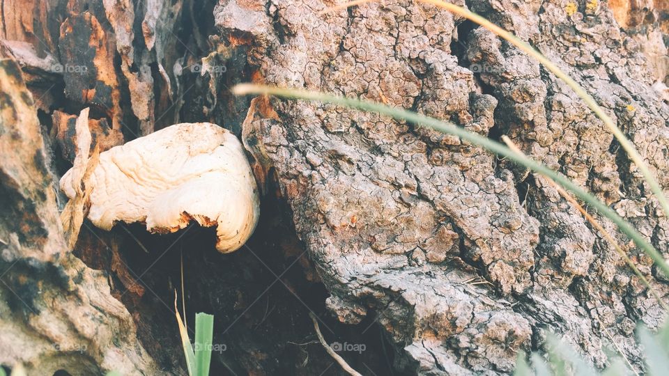 Wild mushroom embedded in tree bark