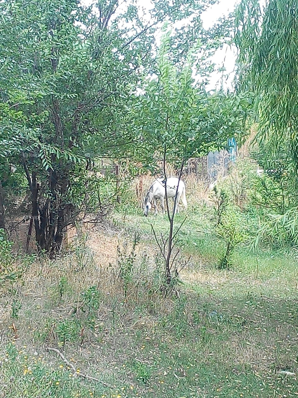 Nature, Landscape, Wood, Tree, Grass