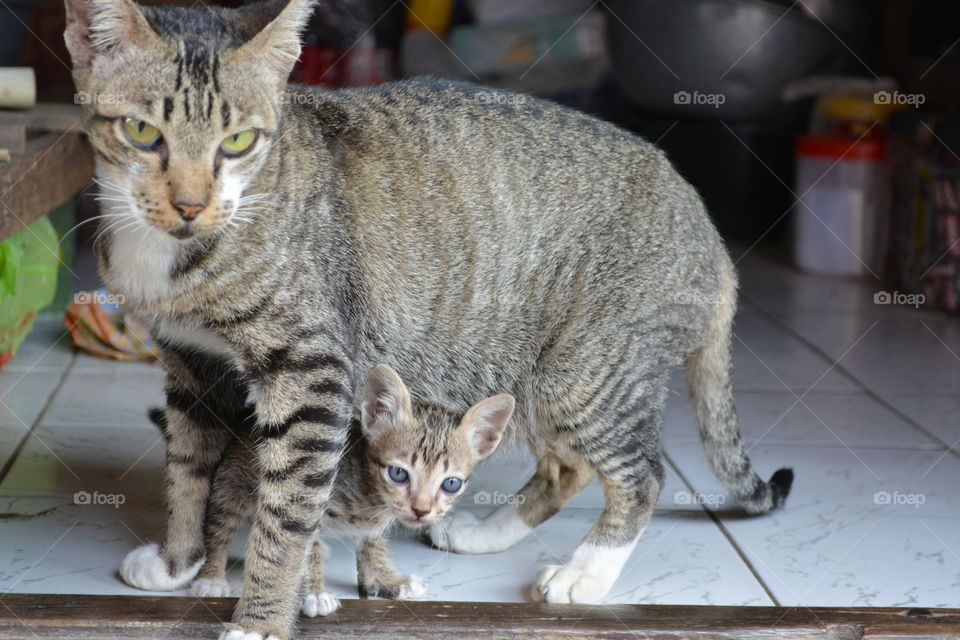 Mom and baby cat