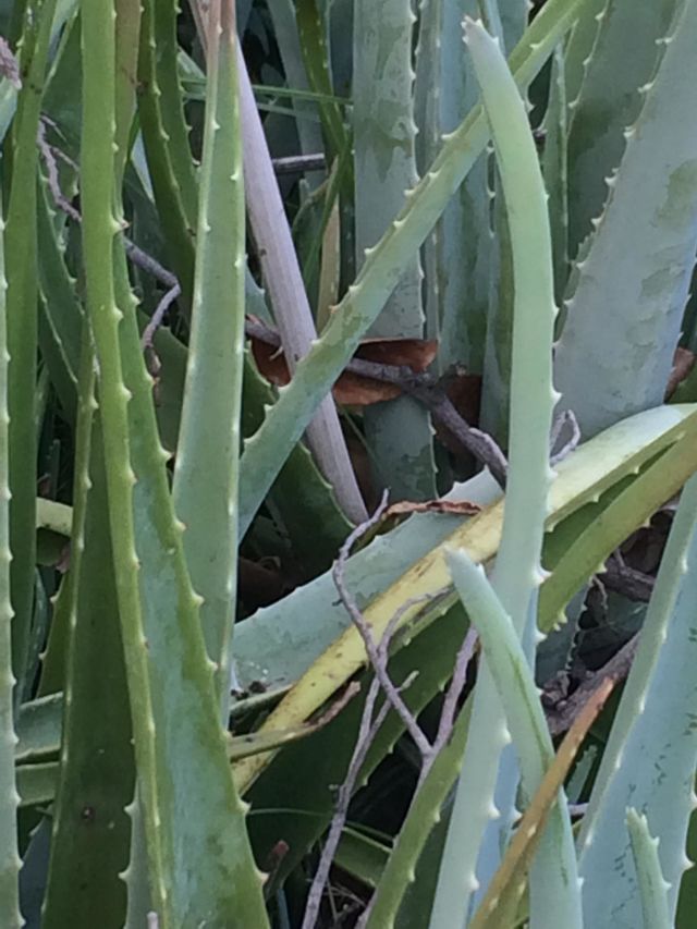 Aloe Vera