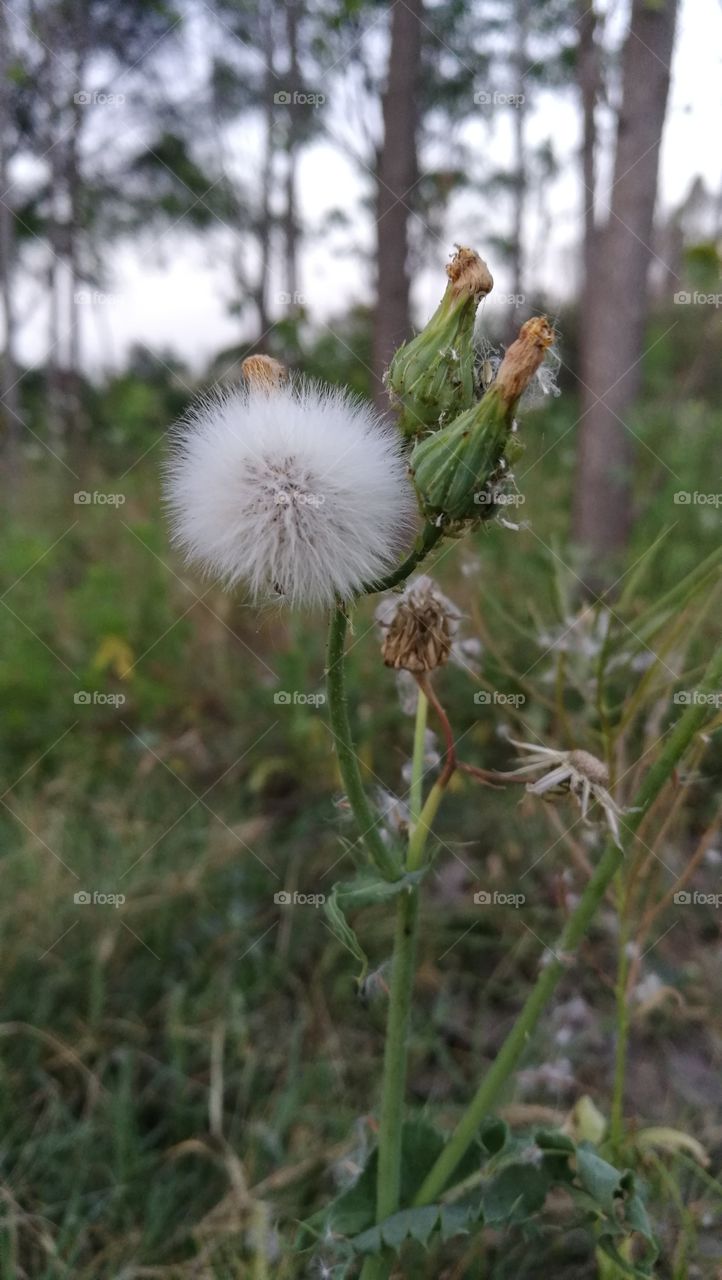 unknown flower