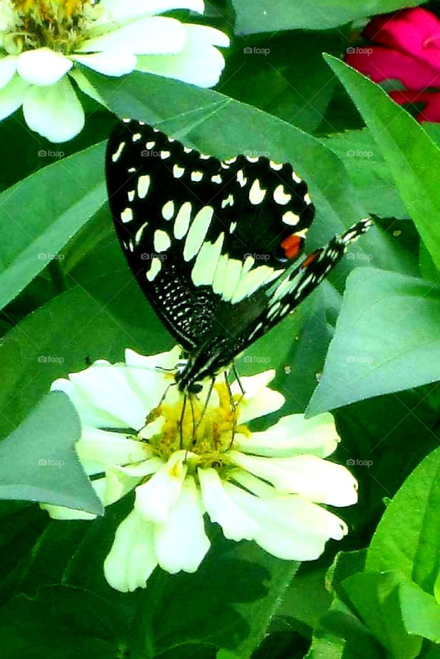 A butterfly with black and white spots is perchinģ and enjoying honey on a white paper flower