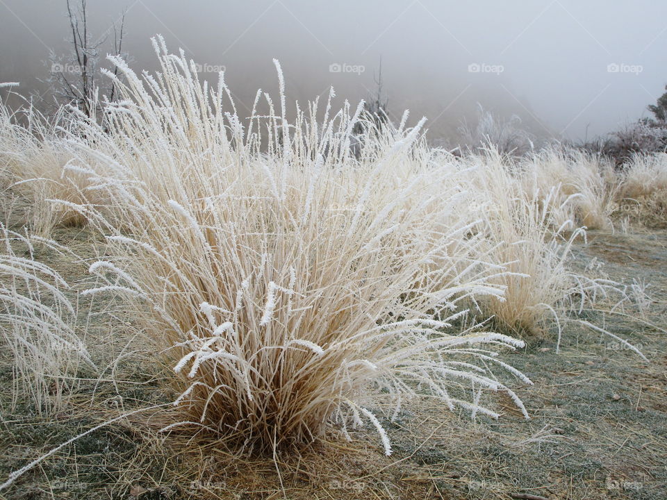 Stunningly beautiful frost on wild grasses and trees on a cold winter morning in Central Oregon. 