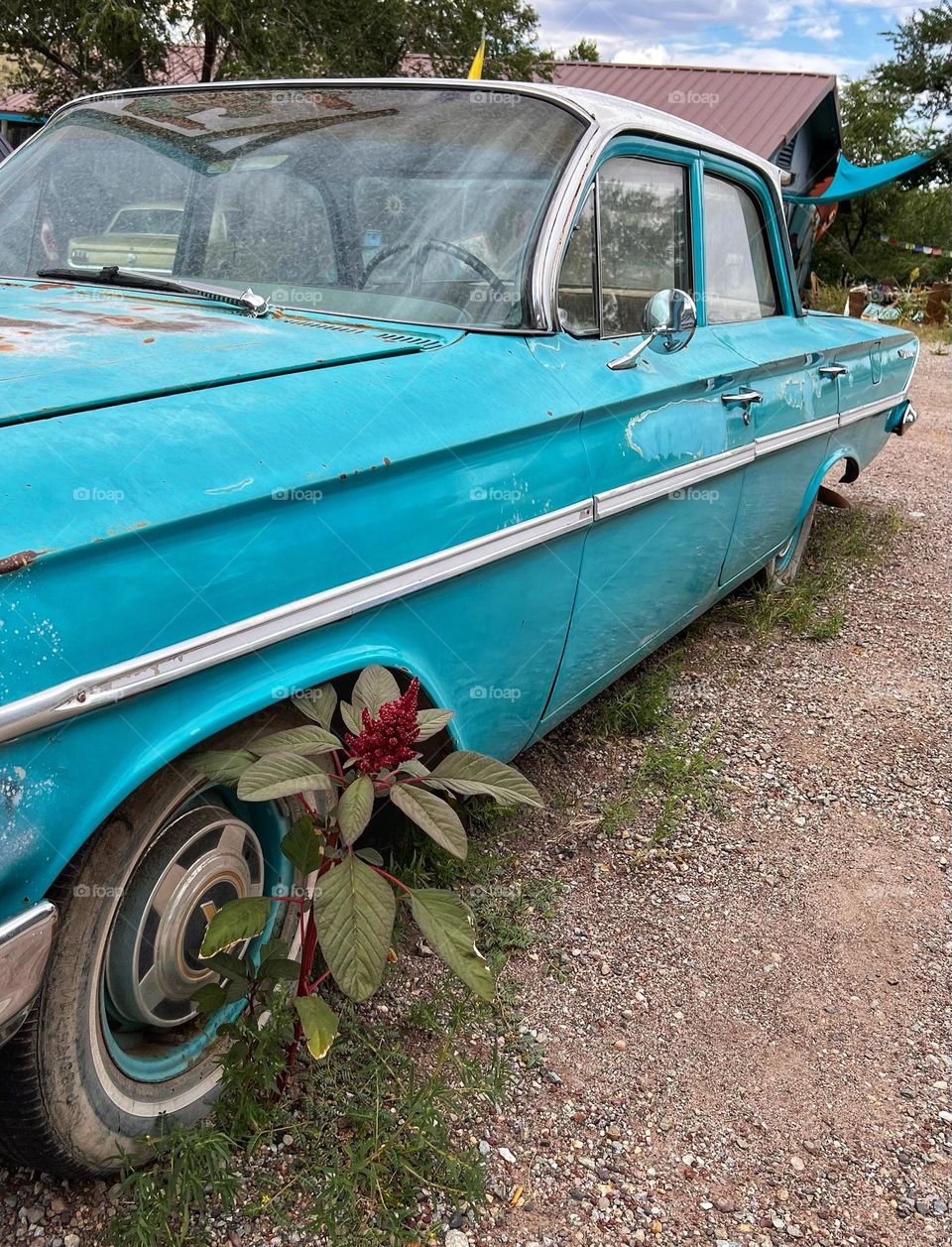 Rusty Soul of a Turquoise Blue Chevy 