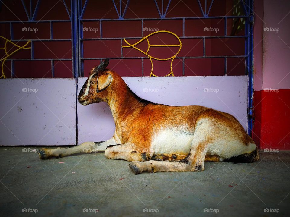 I took the picture of this goat. The picture of the goat is very beautiful.  This picture is a picture of our village goat.