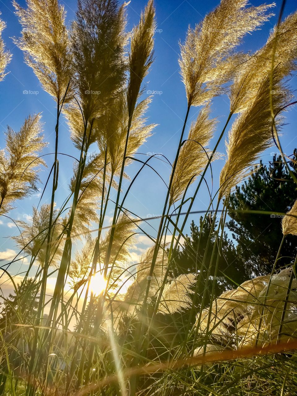 Sun Through Feathers 