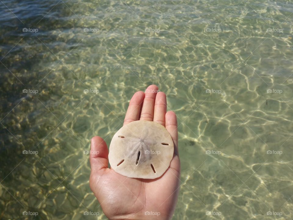 The Sand Dollar in the palm of my hand